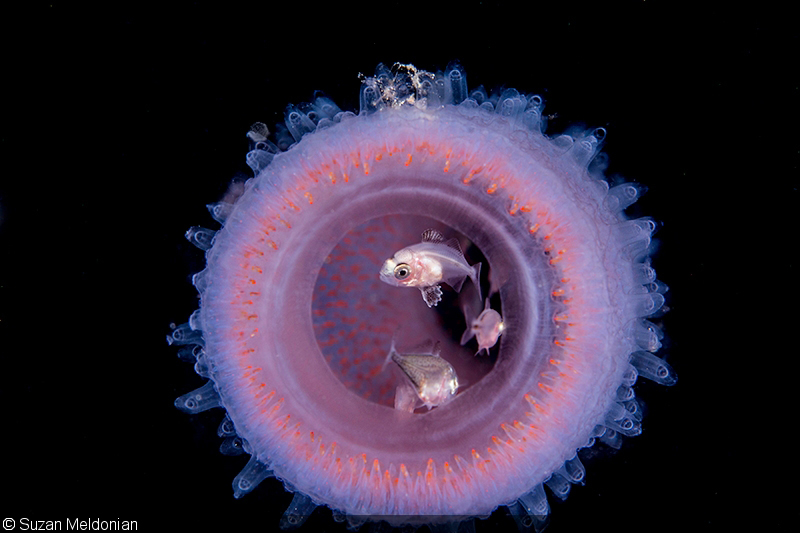 Объявлены победители розового конкурса подводной фотографии