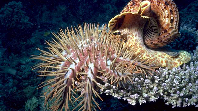 Рог тритона спасет Большой барьерный риф от хищных морских звезд