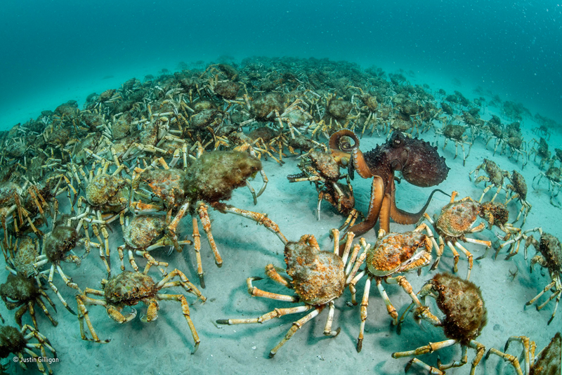 Лучший фотограф дикой природы – подводная часть