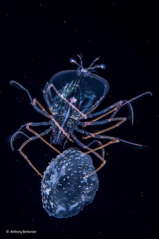 Лучший фотограф дикой природы – подводная часть