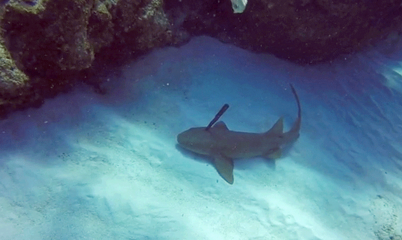 В Карибском море замечена акула с ножом в голове