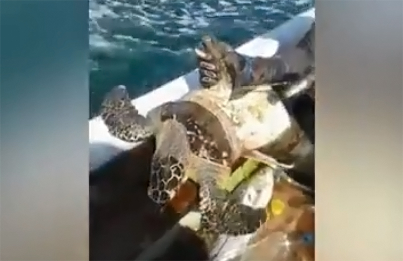 Дайверы опять спасают черепаху