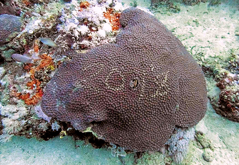 Поврежденные кораллы в морском заповеднике на Филиппинах