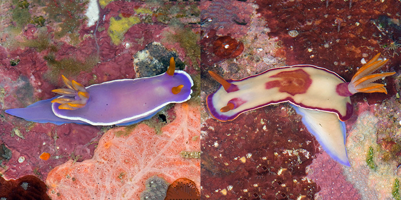 Цветная эволюция голожаберных моллюсков