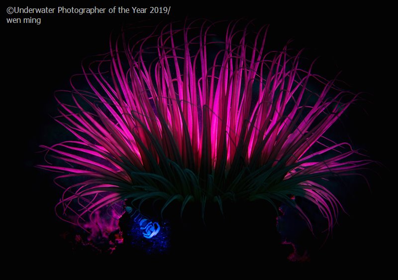 Лучшие фотографии Underwater Photographer of the Year 2019