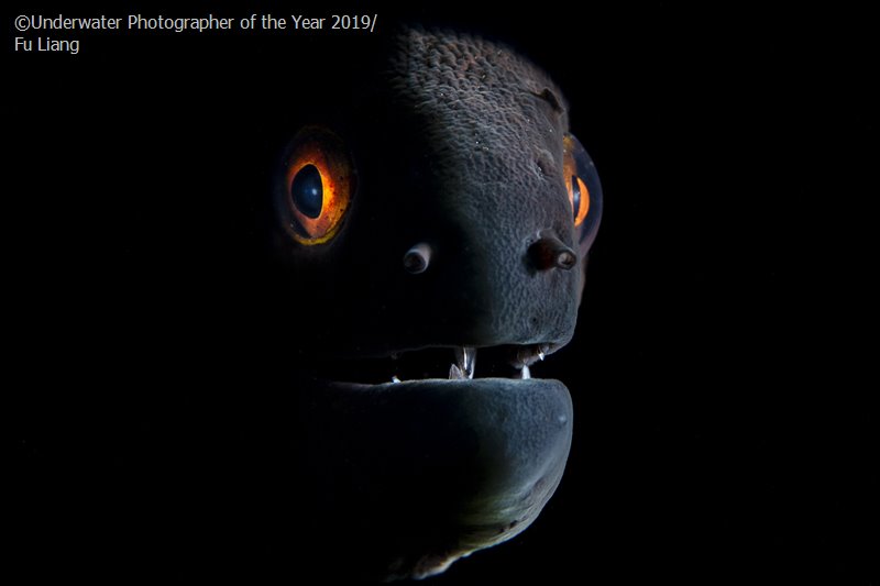 Лучшие фотографии Underwater Photographer of the Year 2019