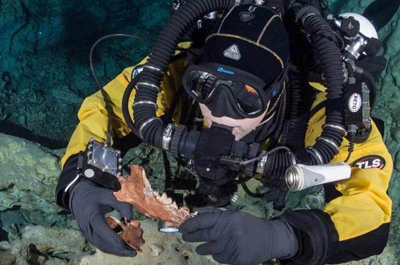 Череп гигантского медведя найден в подводной пещере