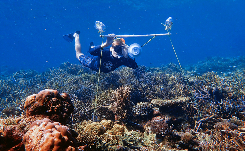 Гидроакустическая установка может вернуть к жизни умирающий риф