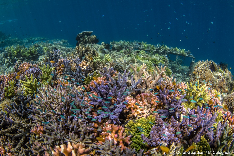 Французская компания предлагает усыновить коралл в Индонезии