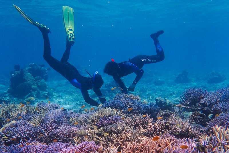 Французская компания предлагает усыновить коралл в Индонезии