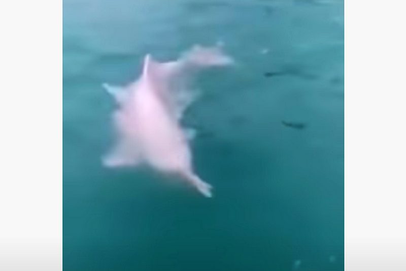 Редкие розовые дельфины замечены в Тайланде