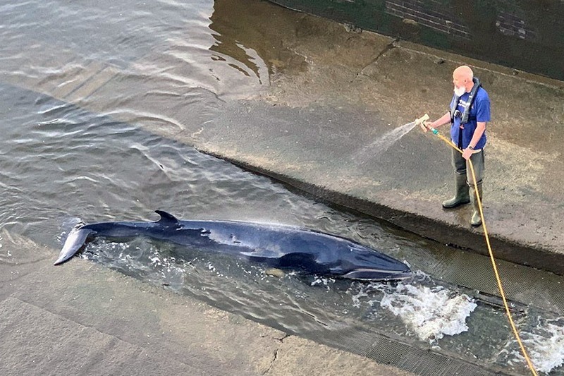 Как спасатели кита из Темзы доставали