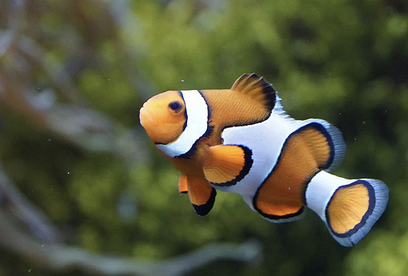 Как полоски рыбки Немо зависят от ее актинии