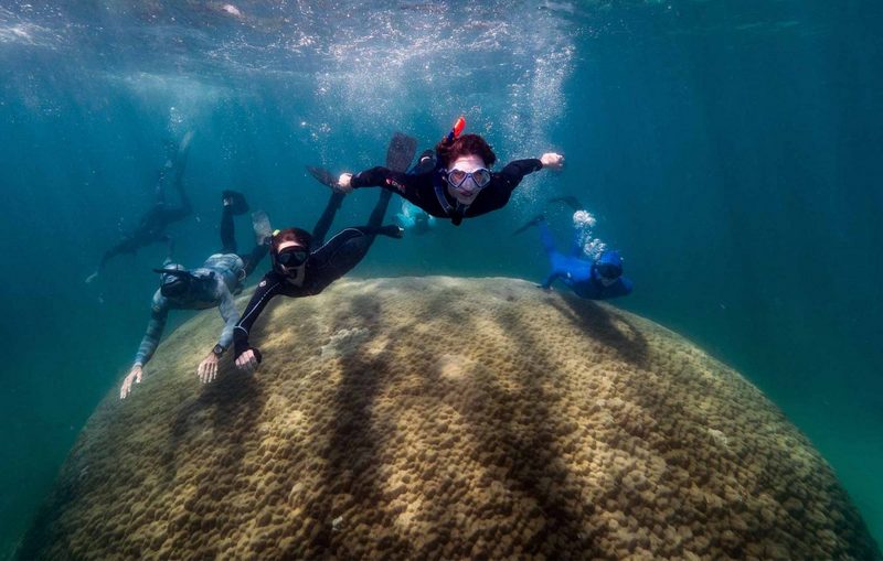 400-летний коралл найден в Австралии
