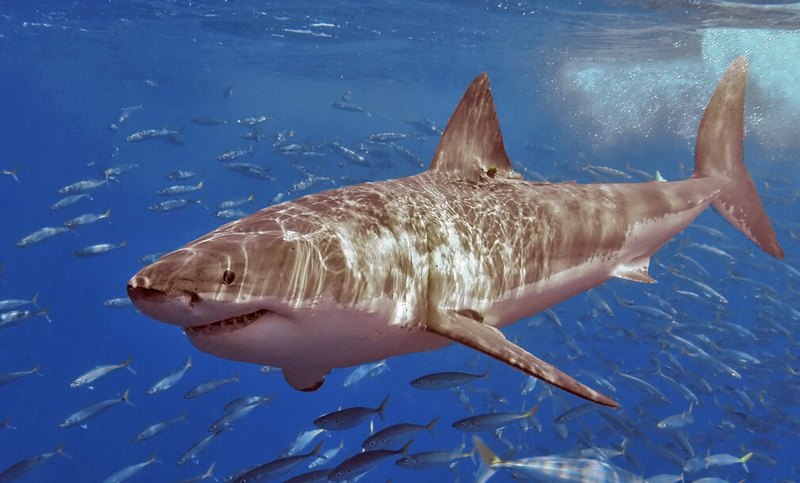 Большие белые акулы у берегов Испании
