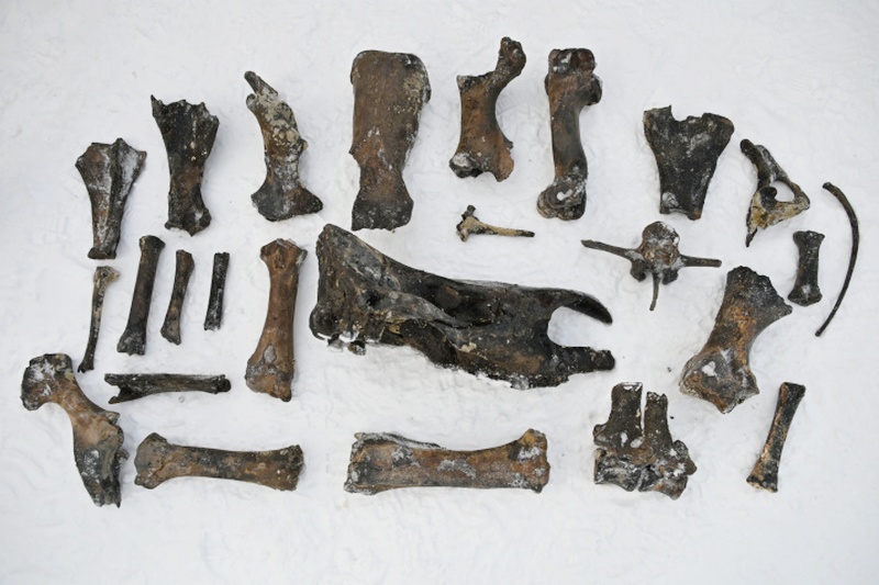 Кости древнего бизона найдены в реке Тобол
