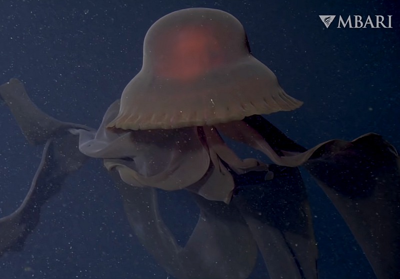 Редкое видео гигантской глубоководной медузы