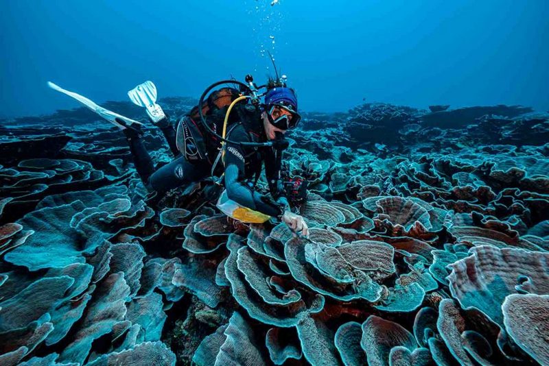 Глубоководный риф найден у берегов Таити