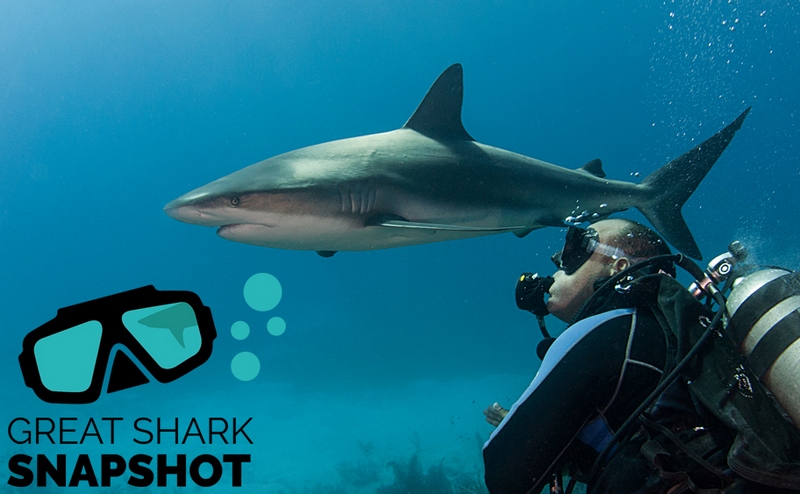 Shark Trust объявляет большой сбор фотографий акул и скатов