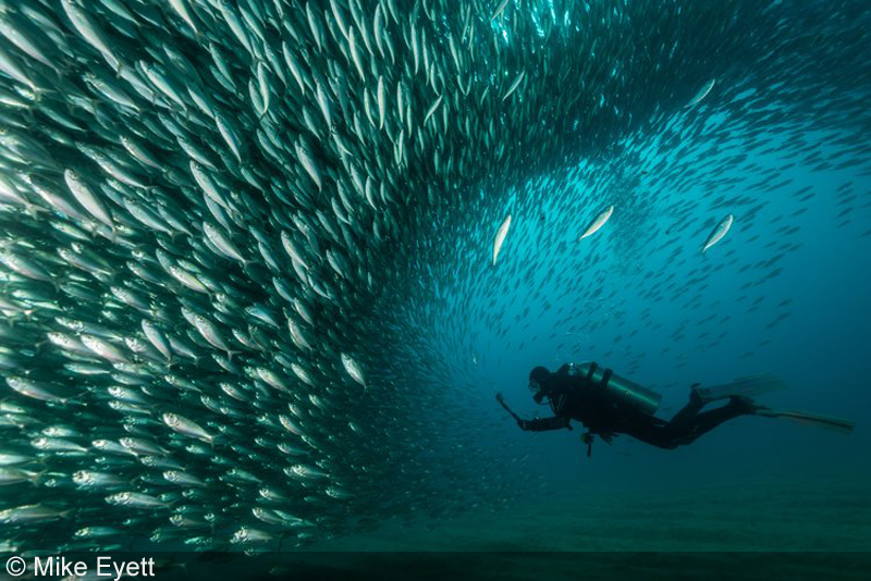 Лучшие подводные кадры дикой природы 2021