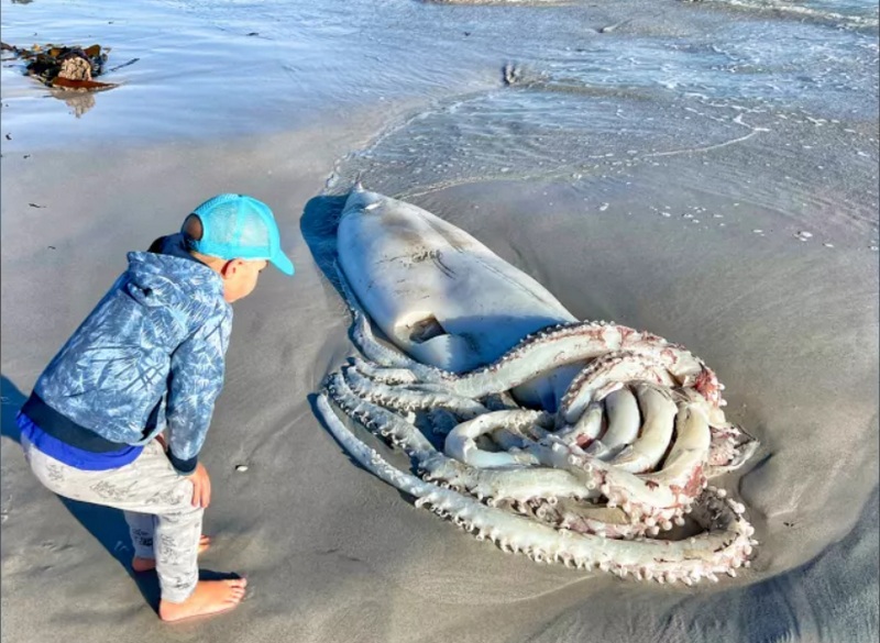 Гигантский кальмар найден на пляже в ЮАР - новости подводного мира на  портале Тетис