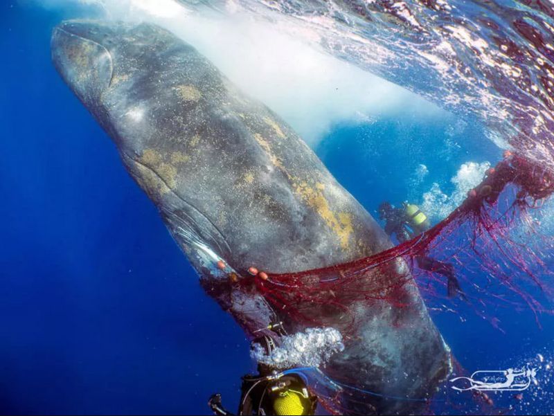 Самку горбатого кита спасли на Майорке
