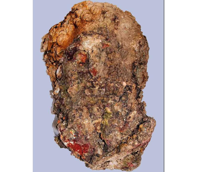 Голова найдена на дне через 120 лет после тела