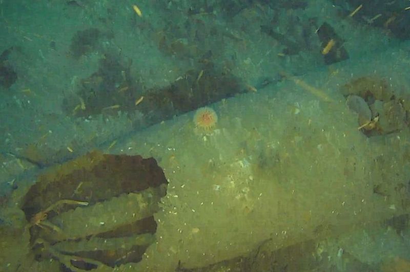 На популярном дайв-сайте обнаружена неразорвавшаяся торпеда