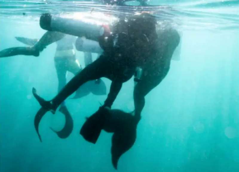 Русалки спасли дайвера в Карибском море