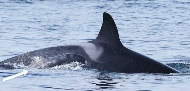 Косатка похитила и усыновила детеныша черного дельфина