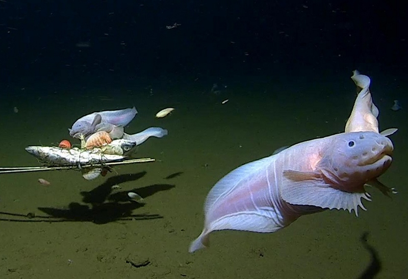 Наши подводные охотники могут легально погружаться на глубину в любой точке планеты