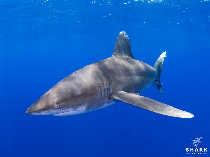 Король Великобритании подписал запрет на торговлю акульими плавниками