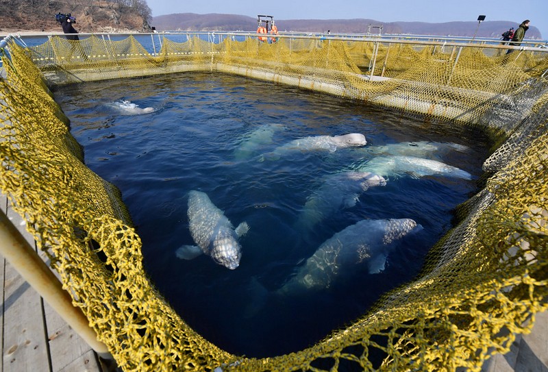 В РФ запрещен вылов морских млекопитающих для дельфинариев и цирков