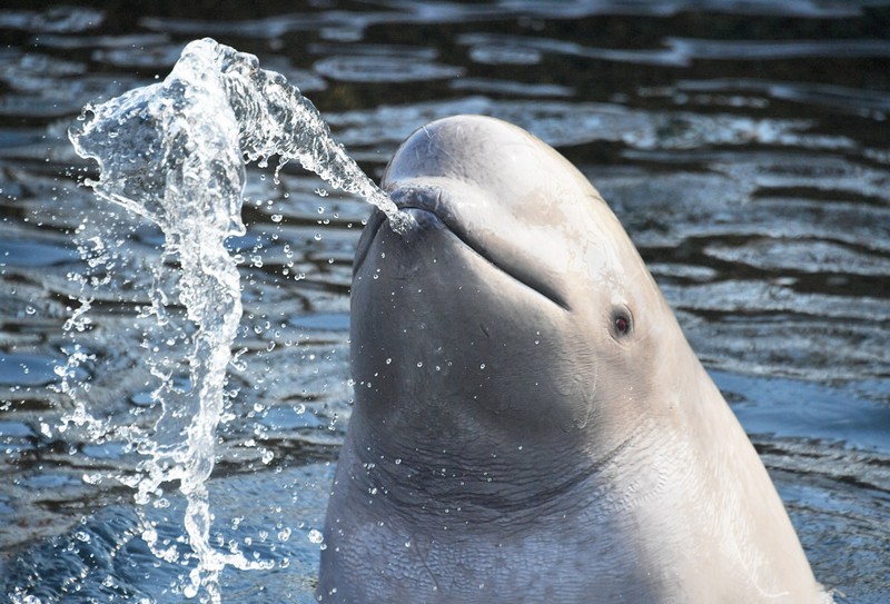 В РФ запрещен вылов морских млекопитающих для дельфинариев и цирков