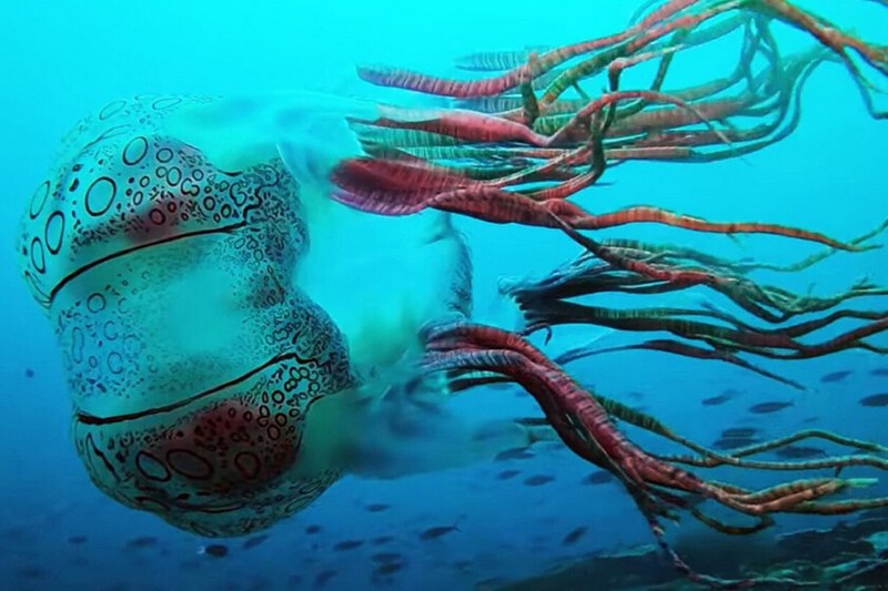 Дайвер заснял одну из самых редких медуз в мире
