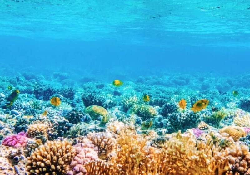 Некоторые виды кораллов выживают благодаря своей хорошей памяти