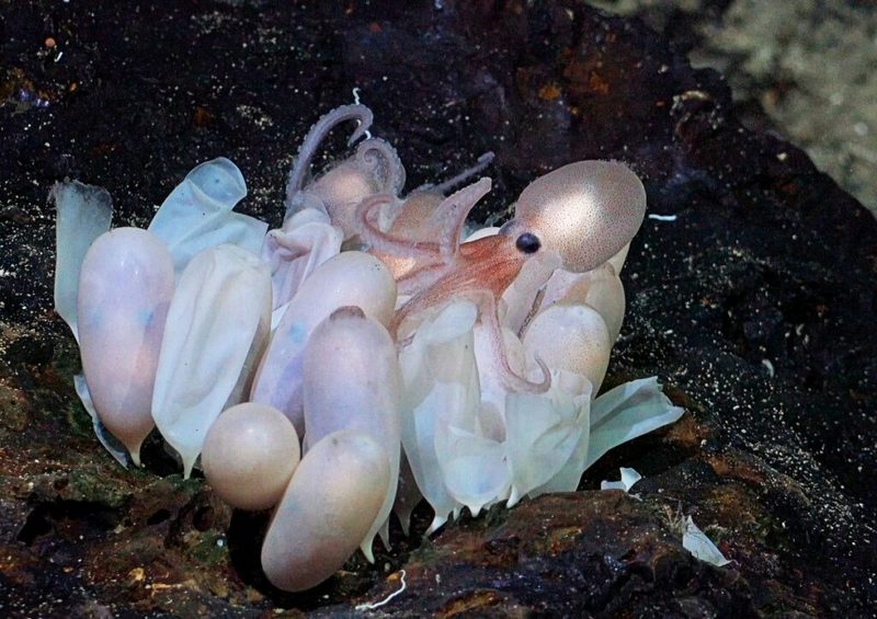 Обнаружены 4 новых вида глубоководных осьминогов