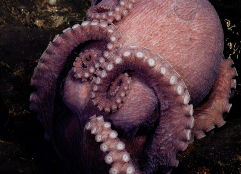 Обнаружены 4 новых вида глубоководных осьминогов