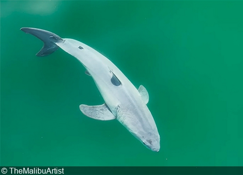 Первое в мире видео новорожденной большой белой акулы