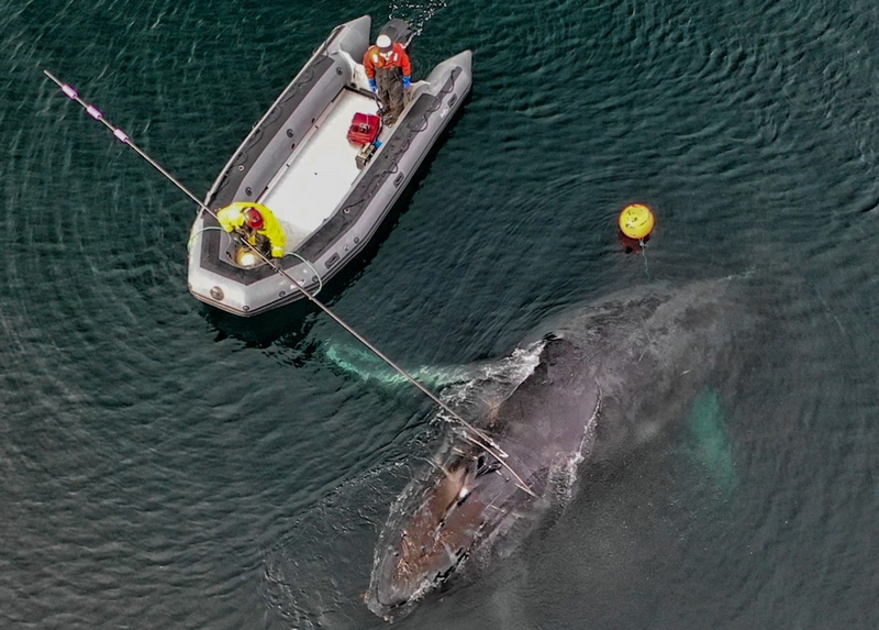 На Аляске спасли запутавшегося молодого горбатого кита