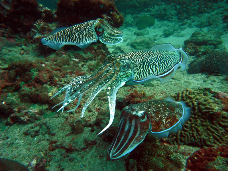 Рыбы андаманского моря фото с названиями