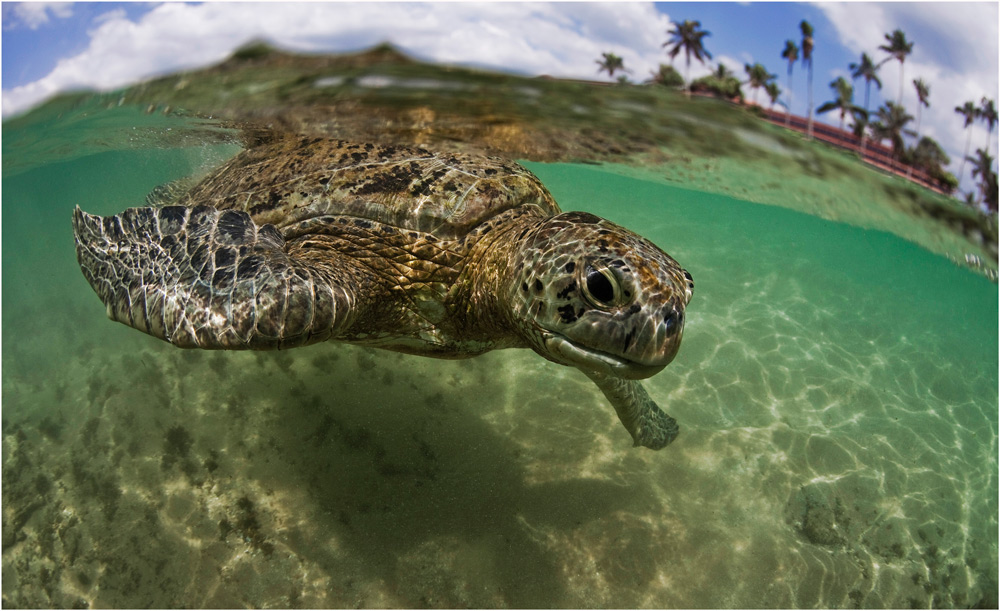 Пляж черепах на шри ланке. Хиккадува черепахи. Хиккадува Шри Ланка черепахи. Хиккадува пляж с черепахами. Черепаший пляж Шри Ланка.