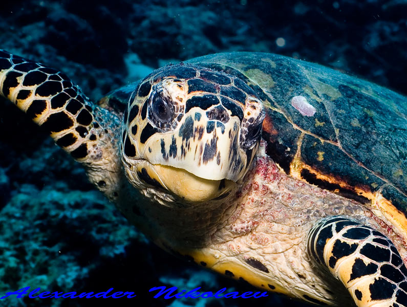 К какой группе относятся морские черепахи. Зеленая морская черепаха. Черепахи Атлантического океана. Международный день морской черепахи. Интересные факты о зелёной морской черепахи.
