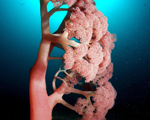одиночный коралл