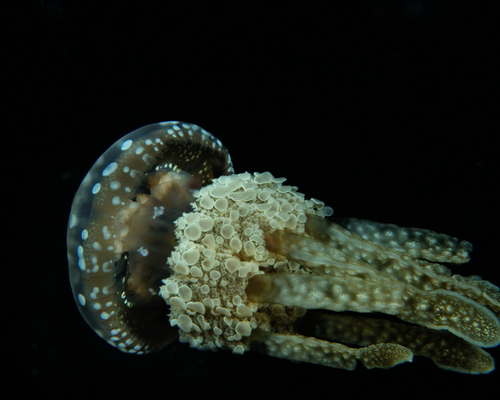 Пятнистая медуза