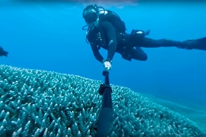 Панорамное видео Большого Барьерного рифа