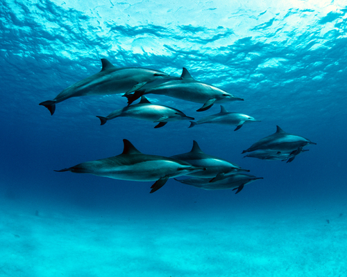 Дельфины Красного моря