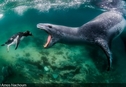 Лучшие подводные кадры дикой природы 2021