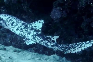 Акулу-далматина заметили у берегов Гондураса