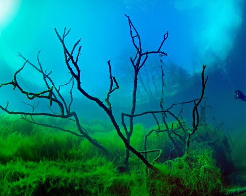 В затонувшем лесу Голубого озера 3